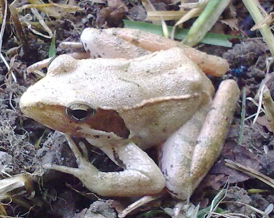 Rana latastei e Rana dalmatina